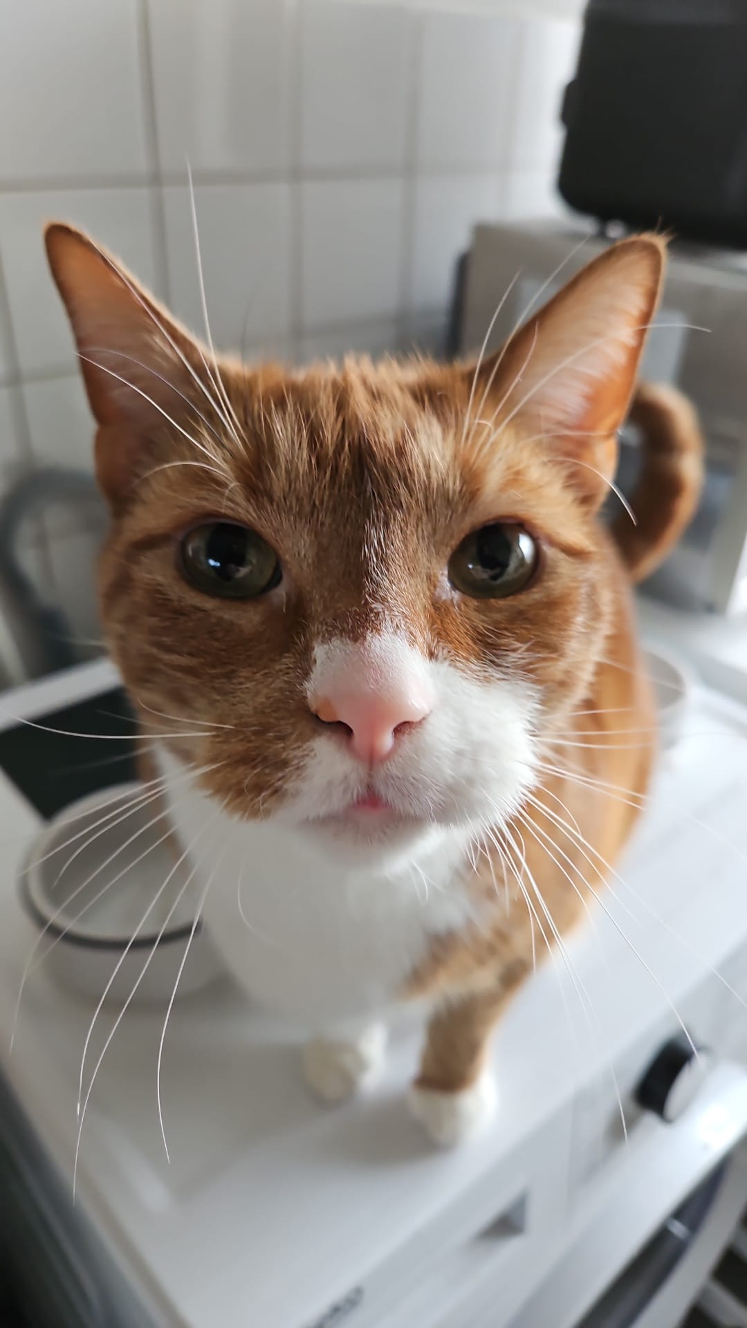Rooie de kat die je steeds stoort